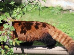 -青藏高原野生动物园