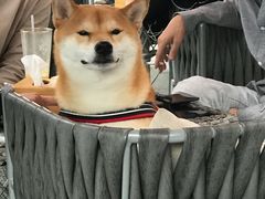 -野萃山·潮汕厚果汁(十亩地店)