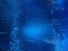 -太平洋海底世界