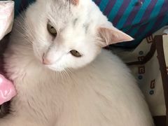 -瑞派·关忠动物医院·猫专科·犬专科(三环新城店)