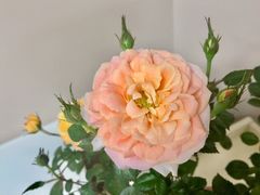 -双季花艺园艺市场(浦东店)