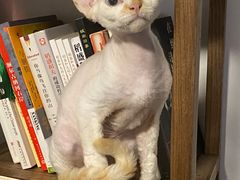 -美联众合动物医院(·中兽医·疑难杂症·严家桥分院)