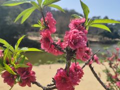 -南国桃园旅游度假区