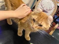 -猫小院猫主题咖啡厅(北锣店)
