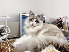 -Bastet sally猫舍购宠(静安店)