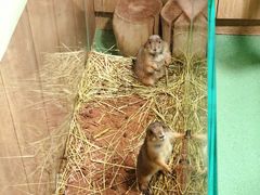 -藦茜花园宠物主题亲子互动体验馆(国顺东路店)