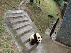 -都江堰中华大熊猫苑