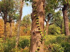 -上海长兴岛郊野公园