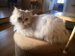 -猫腻·猫咖·撸猫馆(星光大道店)
