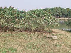 景点-上海都市菜园