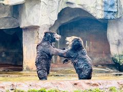 -海南热带野生动植物园