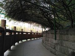 -成都市活水公园