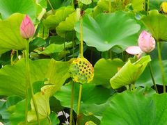 -荷塘月色湿地公园·向阳花洲