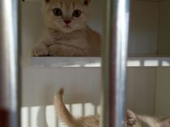 -东方名猫馆·英短金渐层布偶猫舍(环线广场1号楼店)