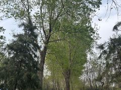 -大兴滨河森林公园