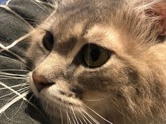 -猫儿山۰猫主题餐厅