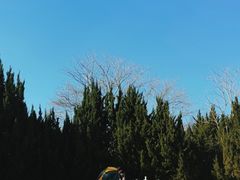 -上海滨江森林公园