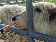 -长白岛森林公园