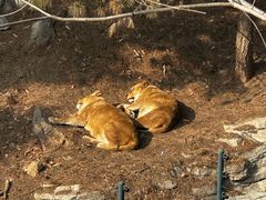 -大连森林动物园