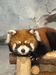 -Zoolung Zoolung动物主题公园(海信广场店)