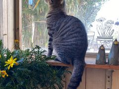 -海边的猫和咖啡馆