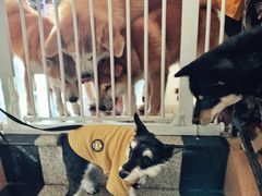 -喜柴咖啡·柴犬狗咖