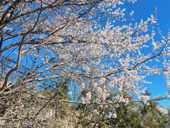 -香山公园