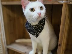 -猫色咖啡·猫咖