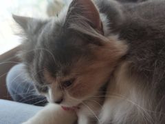 -Sweet cat·星愿猫咖(国贸大厦店)