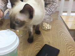 -李小姐の猫咖啡馆(五角场店)
