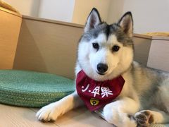 -Husky Go! 哈士奇体验馆·宠物咖啡厅狗咖
