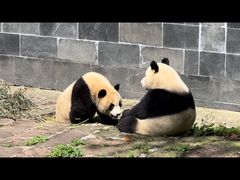 -中国大熊猫保护研究中心雅安碧峰峡基地