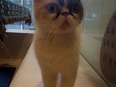 -平行世界·猫咖(首经贸店)