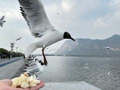 -滇池海埂公园