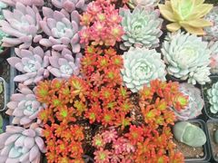 -秦美花卉(天朗·莱茵小城2期店)