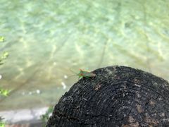 -武陵山森林公园