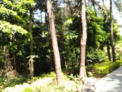 -铁山坪森林公园