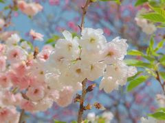 -天适樱花悠乐园