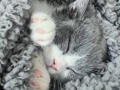 -纳吉亚猫专科动物诊疗中心(蒋宅口分院)