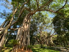 -瑞丽独树成林风景区