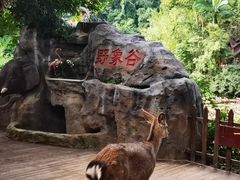 -野象谷景区