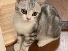 -Bastet sally猫舍购宠(静安店)