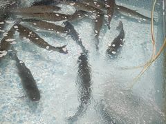 -鱼神·脆肉鲩 全鱼宴(西乡店)