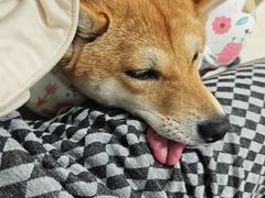 -申普宠物医院·心脏介入·心血管微创(总院)
