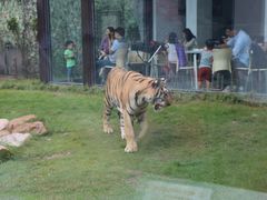 -上海野生动物园老虎餐厅