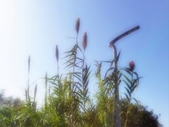 -昆山城市生态森林公园