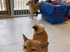 -宠物家(角门东店)