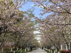-高东镇樱花园