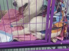 -达爱动物医院·犬猫分区·CT·复杂眼科(远洋山水分院)