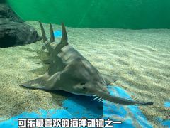 -上海海洋水族馆